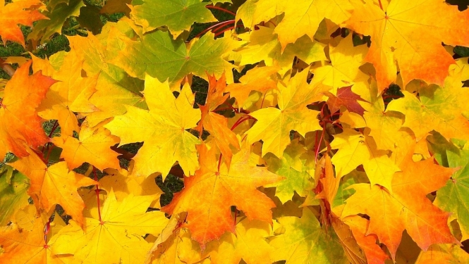 Rudens lapas