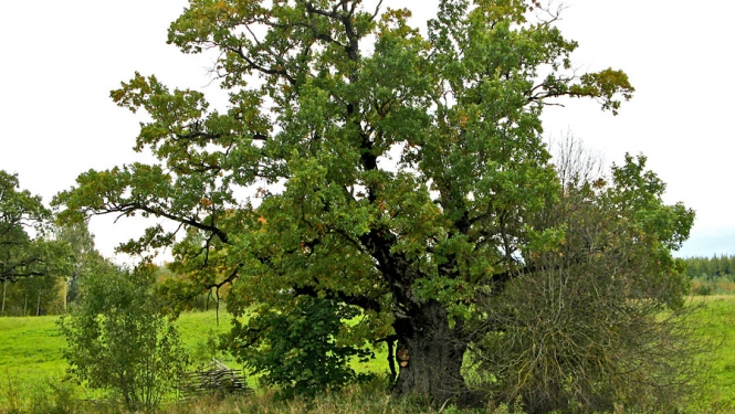 Rudzīšu ozols