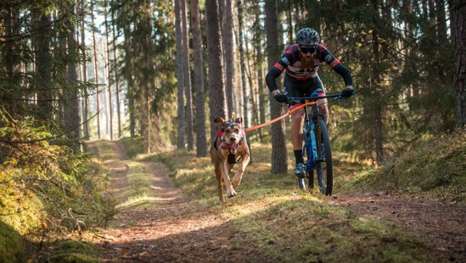 Suņu sporta sacensības