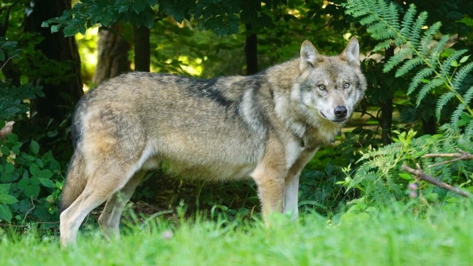 Vilks
