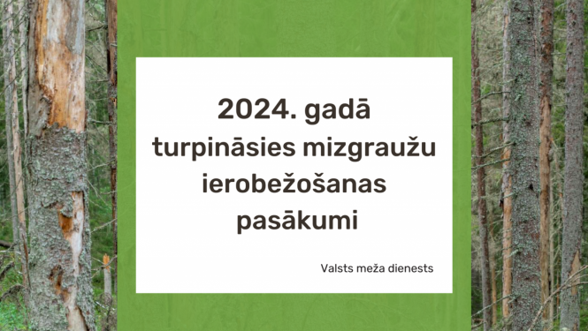 Teksts, ka 2024.gadā turpināsies mizgraužu ierobežošanas pasākumi, uz koku stumbru fona