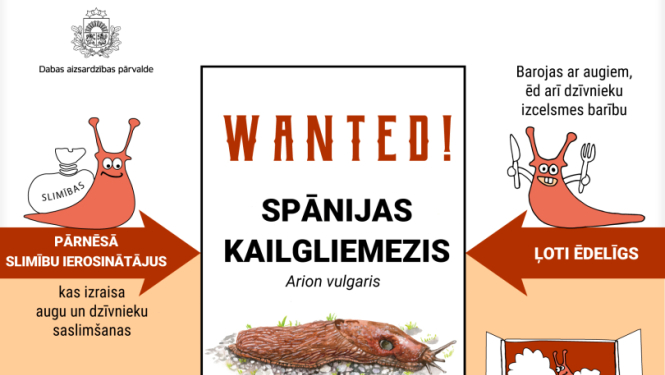 Infografika par Spānijas kailgliemezi - pamatinformācija