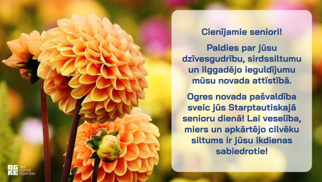 Apsveikums starptautiskajā senioru dienā ar oranžām dālijām