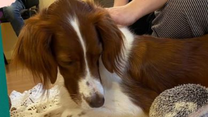 Ogres Centrālā bibliotēka īstenos kanisterapijas projektu