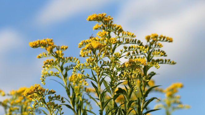 Kanādas zeltslotiņas dzeltenie ziedi uz debesu fona