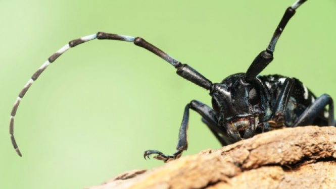 Ogresgala bibliotēkā apskatāma ceļojošā izstāde