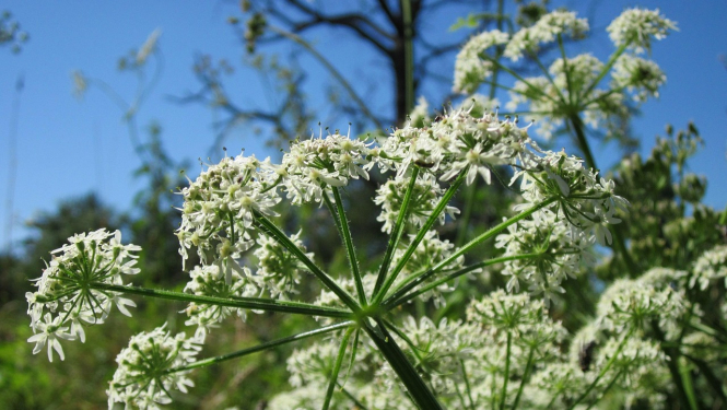 Projekta “Invazīvo sugu izplatības ierobežošanas pasākumu organizācijas plāna izstrāde 2026.-2030. gadam Ogres novadā”  ietvaros Ogrē tiek apsekotas teritorijas, kurās aug latvānis un citas invazīvas sugas. Attēlā latvāņa zieds