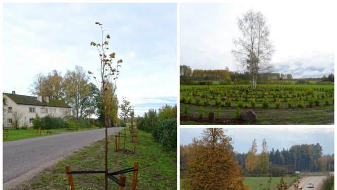 Lauberē šogad atjaunota liepu aleja