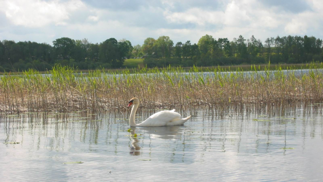 Notikusi Lobes ezera apsaimniekošanas plāna apspriešana