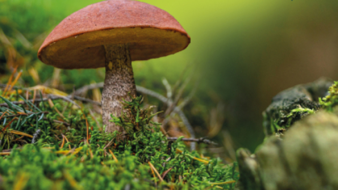 Meža dienas 2025 Ogres Zilajos kalnos 26. aprīlī no plkst. 11.00 līdz 15.00