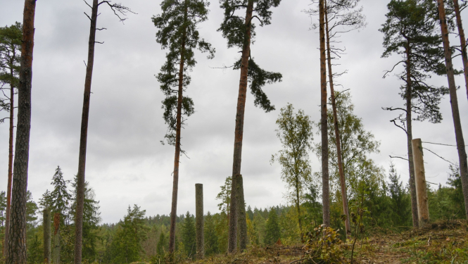 Ogres Zilie kalni. Foto: A. Kursišs