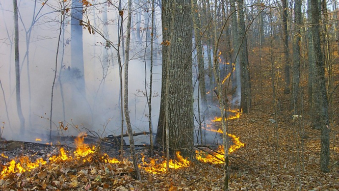 Latvijas mežos sācies ugunsnedrošais laiks