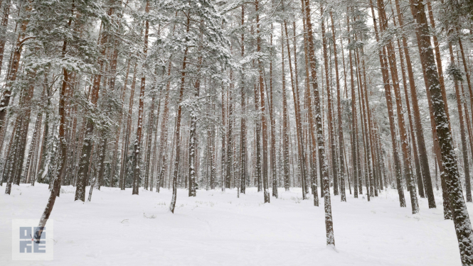Ogres Zilie kalni ziemā. Apsnigušas priedes un citi koki