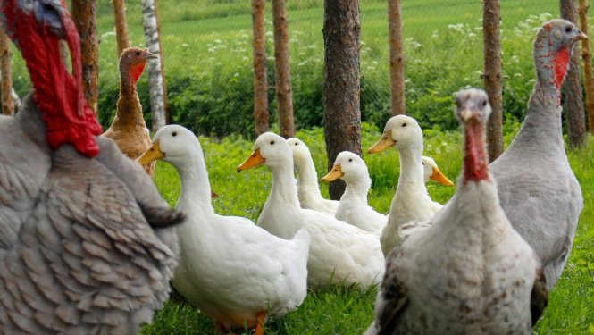 Tautas putnkopju biedrība orgnizē trīs pasākumus "Tautas putnkopju skolu" Ogrē Ģimenes dienas ietvaros 7. jūnijā, Lielvārdes pilsētas svētku ietvaros 26. jūlijā un Birzgales lauku festivāla ietvaros 30. augustā. 