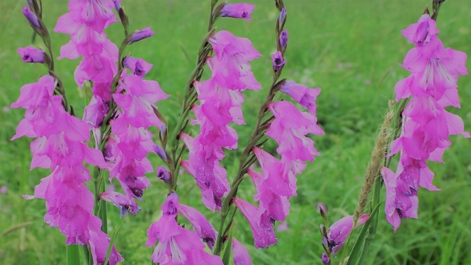 Aicina uz nūjošanas pārgājienu Krapē