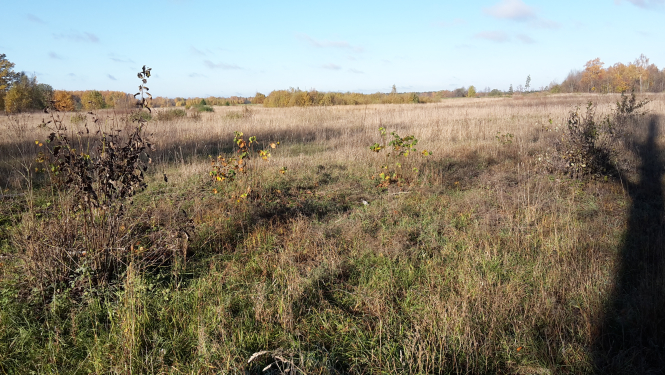 Paziņojums par nekustamā īpašuma “Andrīši” Madlienas pagastā atsavināšanu (izsole notikusi)