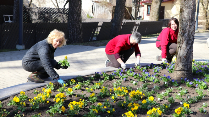 Ogrē uzsākti apzaļumošanas darbi