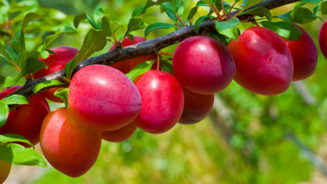 Seminārs augļu koku un ogulāju audzētājiem