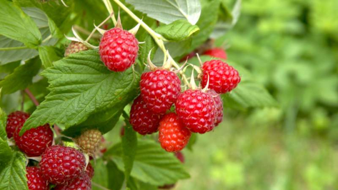 Aicina piedalīties seminārā un pieredzes apmaiņas braucienā par ogu audzēšanu