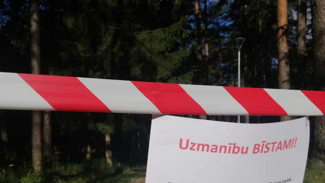 Bīstamu koku zāģēšana