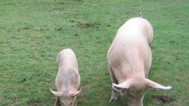 Par IVN procedūras piemērošanu SIA “Baltic Pork”