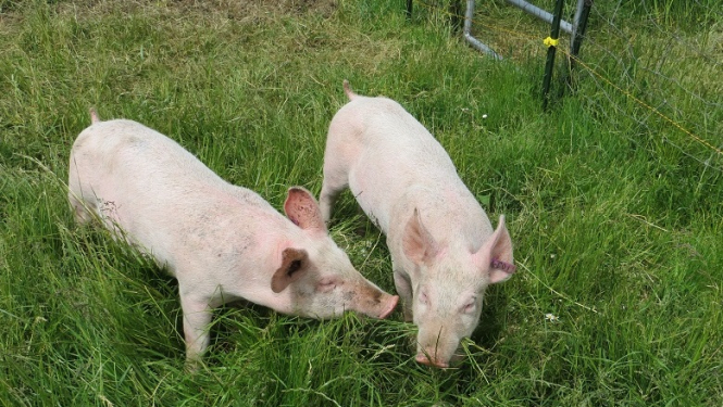 Iedzīvotāju aptauja par SIA "Baltic Pork" cūku audzēšanas kompleksu