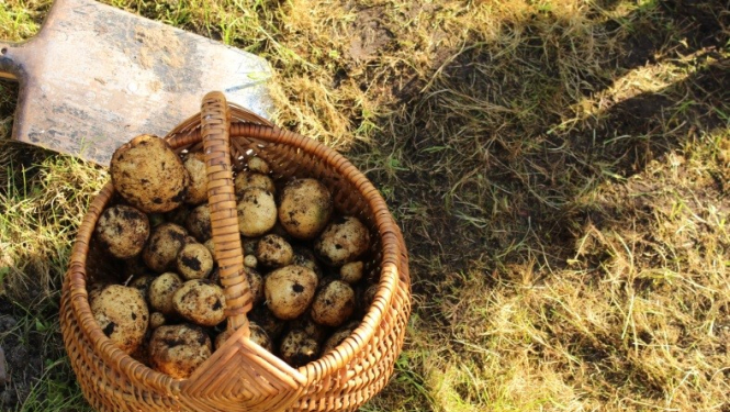 Rudentiņš bagāts vīrs Ogres VPII “Dzīpariņā”!