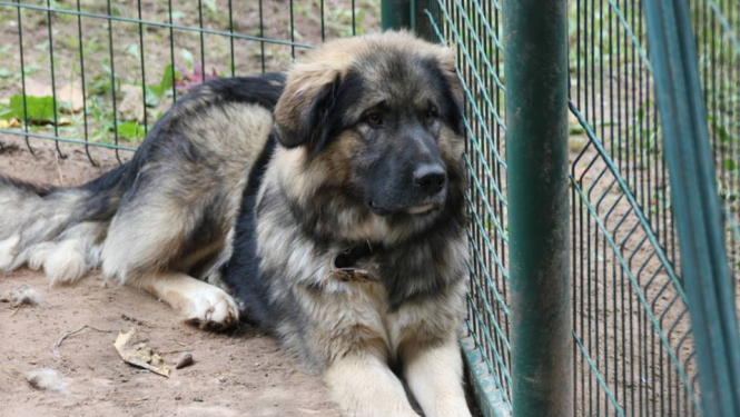 No Ogres patversmes dzīvnieki pārvietoti uz Mežvairogiem