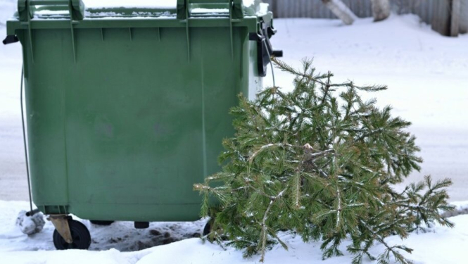 SIA “Ogres Namsaimnieks” nodrošinās eglīšu izvešanu