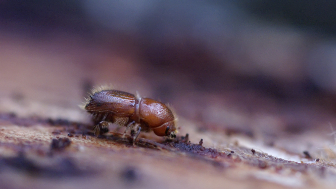 Egļu astoņzobu mizgrauzis (Ips typographus) Agnis Šmits