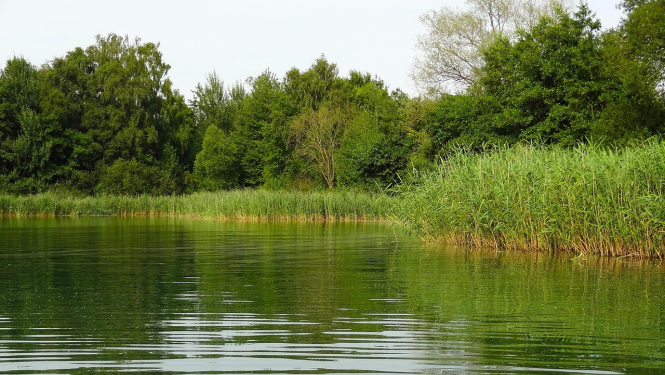 Attēlā redzams ezers ar niedrēm krastmalā un kokiem aiz tām.