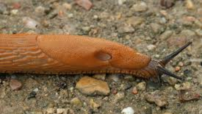 Par Spānijas kailgliemežiem un to ierobežošanu