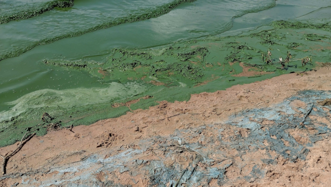 Zilaļģes Ikšķiles pludmalē