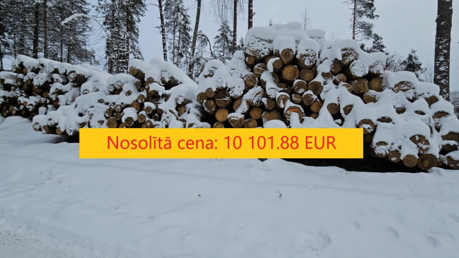 Zāģbaļķi izsoles rezultāts 2024