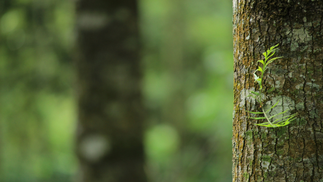 Priekšplānā ir koka stumbrs, kura fonā ir cits koks