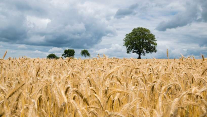 Aicina pieteikties Zemkopības ministrijas konkursam “Sējējs 2021”