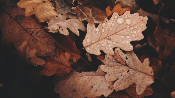 Privātpersonas var nodot koku lapas par maksu