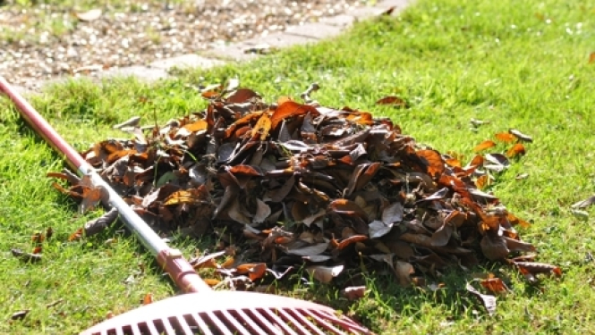 Pilsētā koku lapas dedzināt nedrīkst