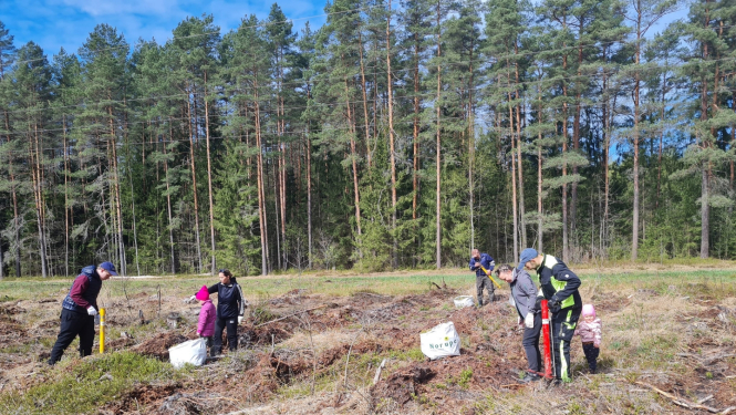 Iedzīvotāji atjauno mežu Rembatē 29.04.2023.