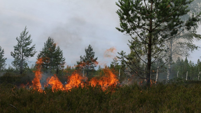 Meža ugunsgrēks 