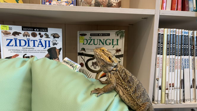 Agāma Ogres centrālās bibliotēkas kanisterapijas nodarbībās