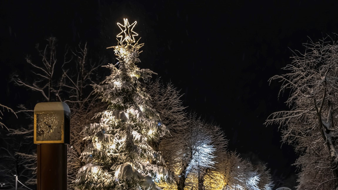 Ogres egle. Foto: V.Stāvusis