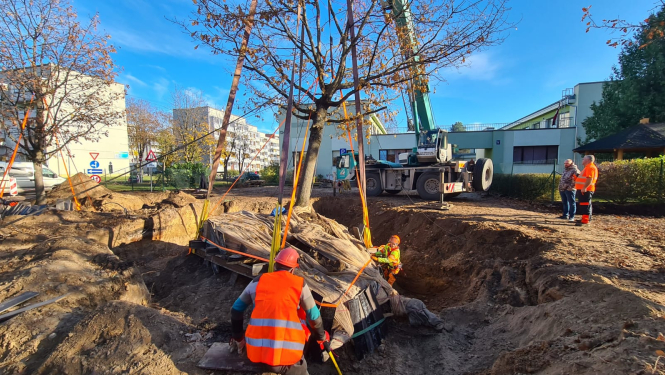 Parka ielas ozoli ceļo uz jaunu mājvietu