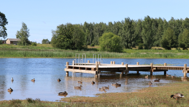 Barojot putnus, nodarām tiem lielu ļaunumu