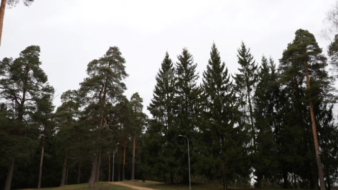 Ogres novada iedzīvotāji sestdien iestādīs 5000 priedes