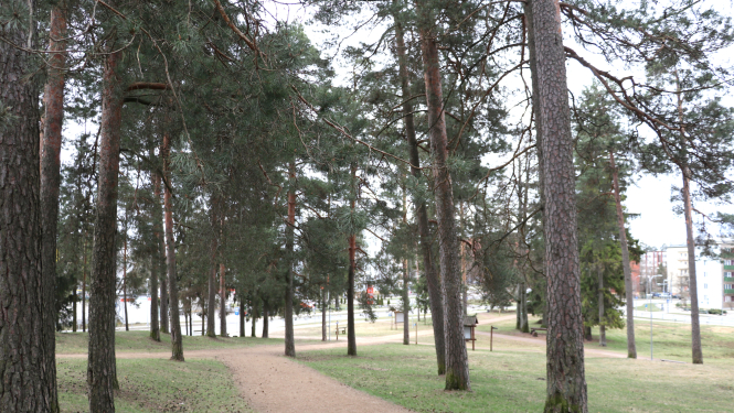 Iestādi savu priedi Ogres novadā!