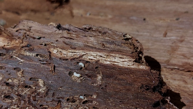 Egļu astoņzobu mizgrauži