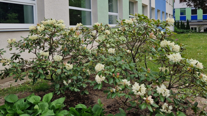 Rododendrs Ogre white dream 05.2023.