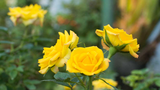 Ziedu karalienes rozes audzēšana