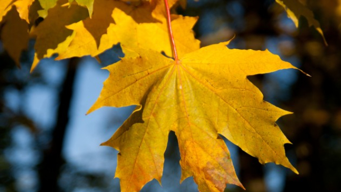 Rudens lapas var vest uz šķiroto atkritumu pieņemšanas laukumu
